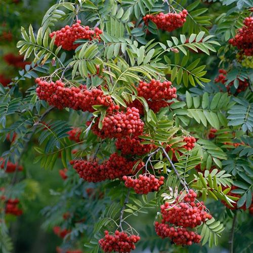 Sorbus aucuparia 'Edulis'