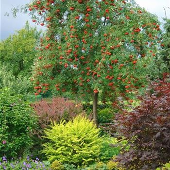 Sorbus_aucuparia_Edulis_2009_5265.jpg