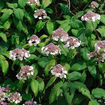 Hydrangea_aspera_subsp_sargentiana_2006_3819.jpg