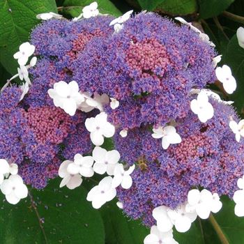 Hydrangea_aspera_Macrophylla.jpg