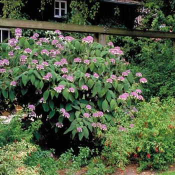 Hydrangea_aspera_subsp_sargentiana_2001_2845_b.jpg