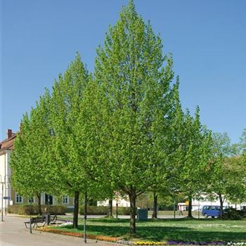 Tilia_cordata_Greenspire_2009_1028.jpg