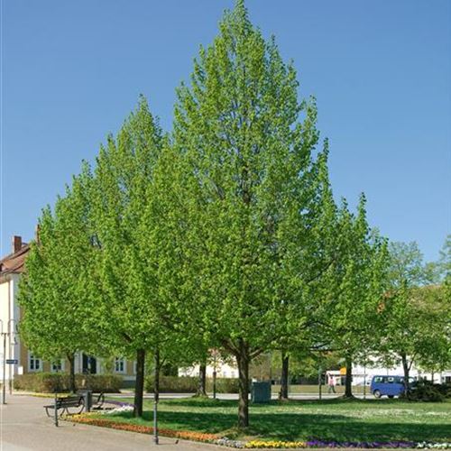 Tilia cordata 'Greenspire'