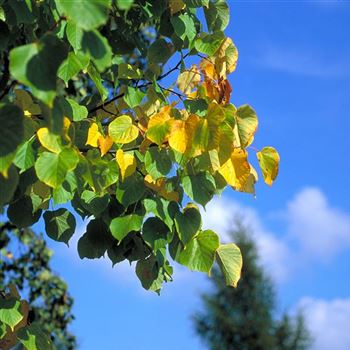 Tilia_cordata_Greenspire_2001_4288.jpg