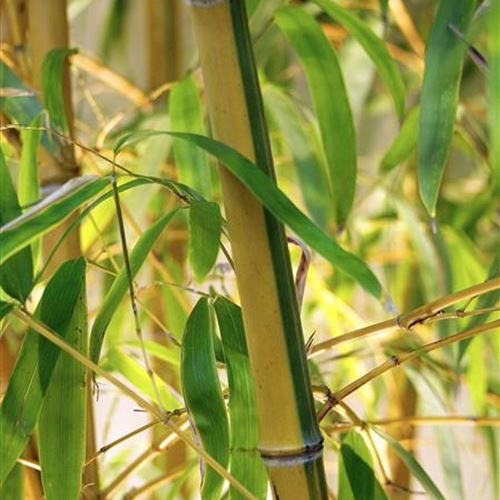 Phyllostachys vivax 'Aureocaulis'