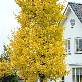 Ginkgo_biloba_Fastigiata_Blagon_2010_8710.jpg