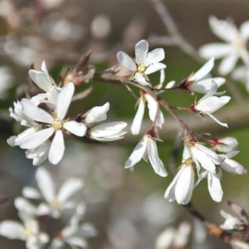 Amelanchier_laevis_2008_1393.jpg