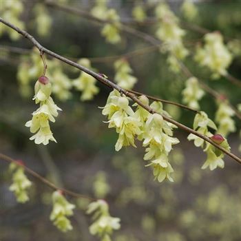 Corylopsis_pauciflora_2006_0416_q.jpg