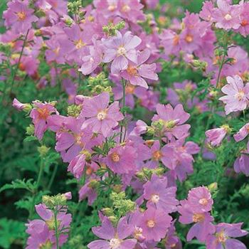 Malva_alcea_Fastigiata.jpg