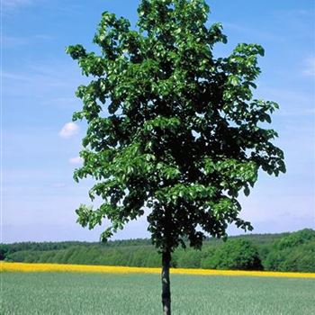 Tilia_euchlora_2001_5487.jpg