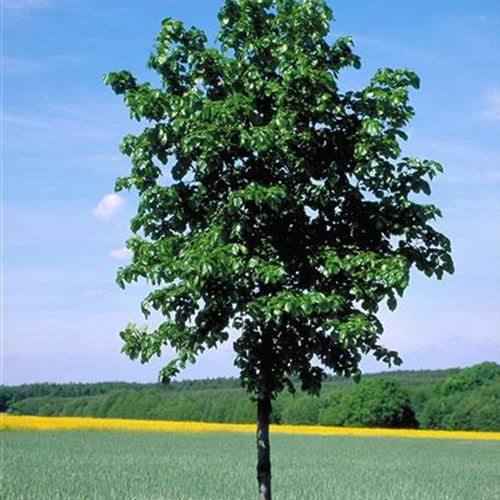 Tilia euchlora