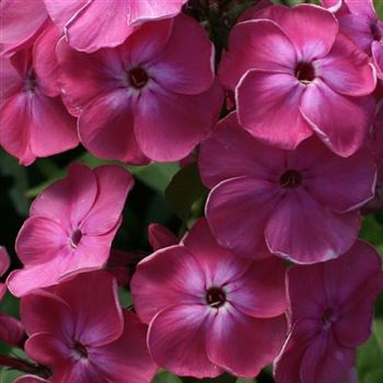 Phlox_Wuerttembergia_HRM_Q1.jpg