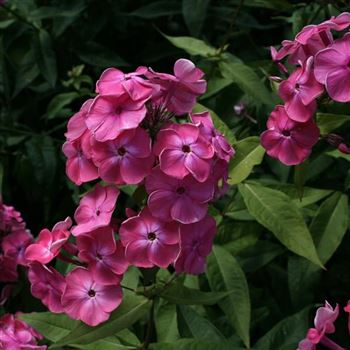 Phlox_Wuerttembergia_HRM_Q2.jpg