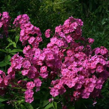 Phlox_Wuerttembergia_HRM_Q3.jpg