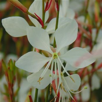 Gaura_lindheimeri_WI_Q1.jpg