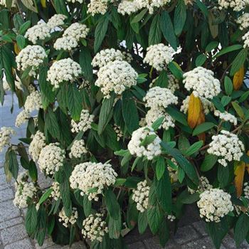 Viburnum_rhytidophyllum_2007_0696.jpg