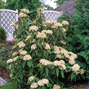 Viburnum_rhytidophyllum_2003_2300_b.jpg