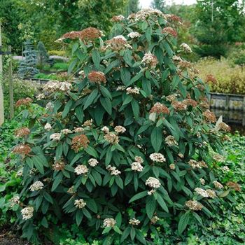 Viburnum_rhytidophyllum_HRM_5665.jpg