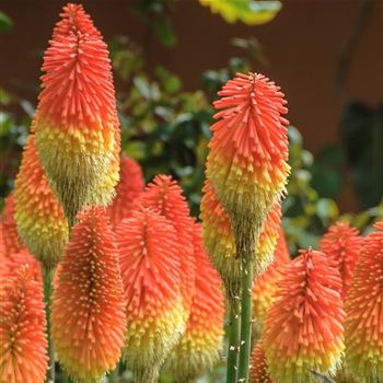 Kniphofia_praecox_HRM_Q1.jpg