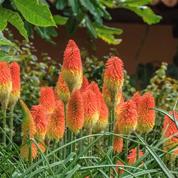 Kniphofia_praecox_HRM_Q2.jpg