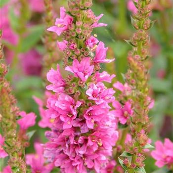 Lythrum_salicaria_Robert_HRM_Q1.jpg