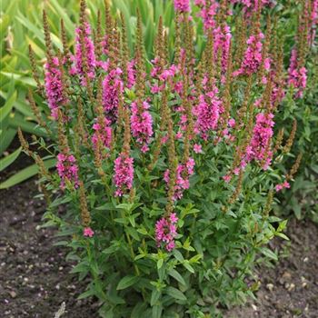 Lythrum_salicaria_Robert_HRM_Q3.jpg