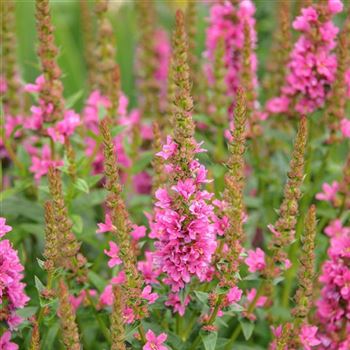 Lythrum_salicaria_Robert_HRM_Q2.jpg