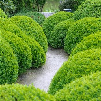 Buxus_sempervirens_arborescens_2009_2632.jpg