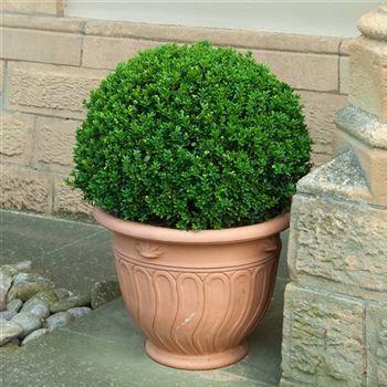 Buxus_sempervirens_arborescens_2007_1599_q.jpg