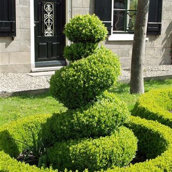 Buxus_sempervirens_arborescens_2005_1608_b.jpg