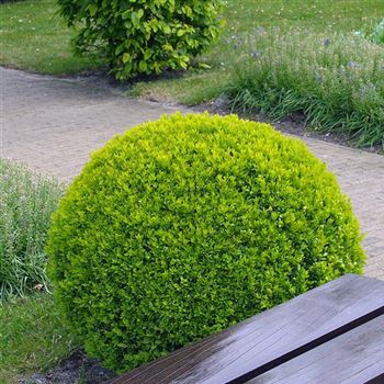 Buxus_sempervirens_arborescens_2005_1904_q.jpg