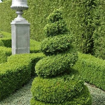 Buxus_sempervirens_arborescens_2009_2723.jpg