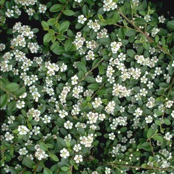 Cotoneaster_dammeri_Jürgl_1999_0223.jpg