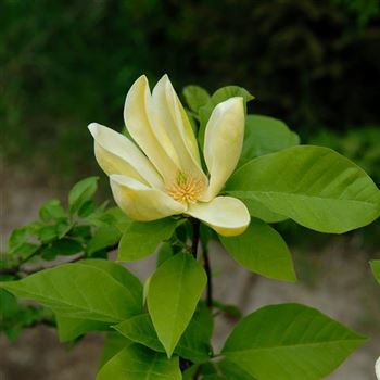 Magnolia_Yellow_Bird_2006-1027.jpg