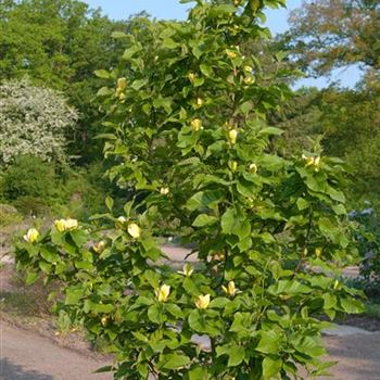 Magnolia_brooklynensis_Yellow_Bird_2009_2089.jpg