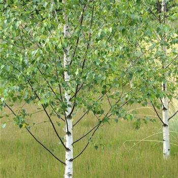 Betula_platyphylla_var_japonica_2012_5007_Q.jpg