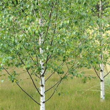 Betula_platyphylla_var_japonica_2012_5007.jpg