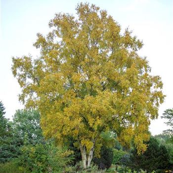 Betula_platyphylla_var_japonica_2011_3654.jpg