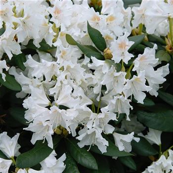 Rhododendron_Cunninghams_White_2006_0934_Q.jpg