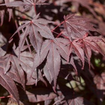 Acer palmatum 'Bloodgood'