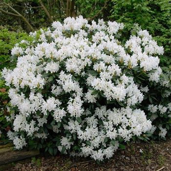 Rhododendron_Cunninghams_White_2006_0936.jpg