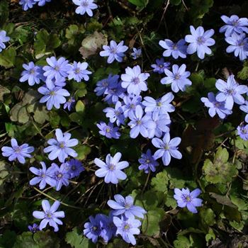 Hepatica_transsylvatica_HRM_Q3.jpg