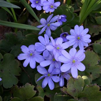 Hepatica_transsylvatica_HRM_Q2.jpg