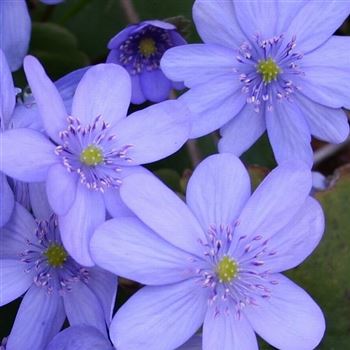 Hepatica_transsylvatica_HRM_Q1.jpg