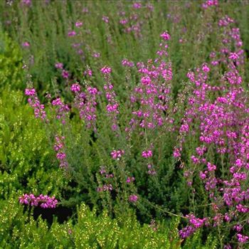 Erica_cinerea_Pallas_2001_3275_q.jpg