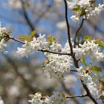 Prunus_schmittii_2014_0459.jpg