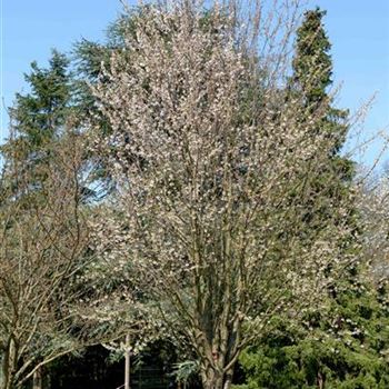 Prunus_schmittii_2014_0460.jpg