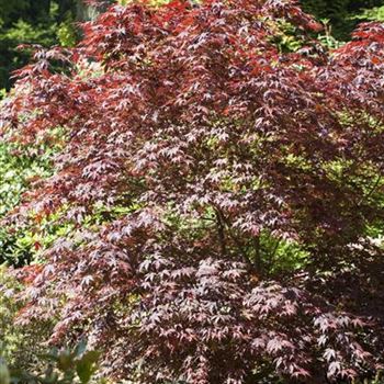 Acer palmatum 'Bloodgood'