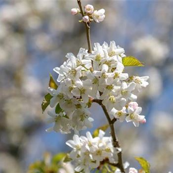 Prunus_schmitti_2014_0457.jpg