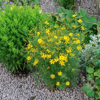 Coreopsis_verticillata_Grandiflora_HRM_Q2.jpg